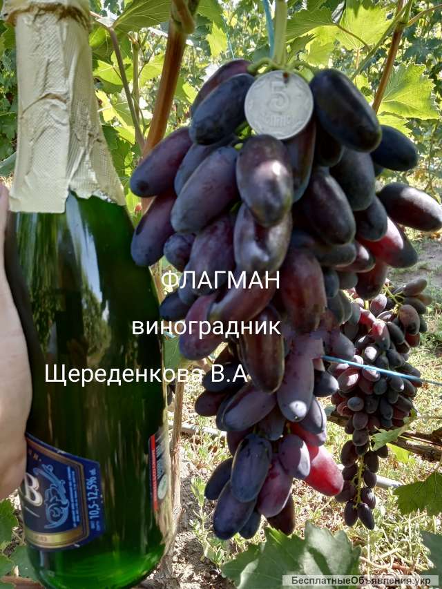 Сорт Винограда Княжна Фото